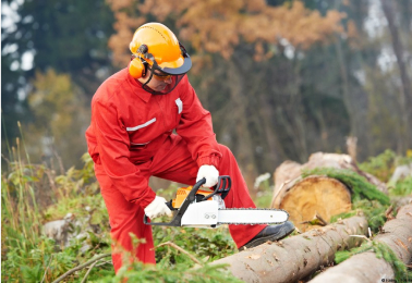 abattage d'arbre dans la creuse 23