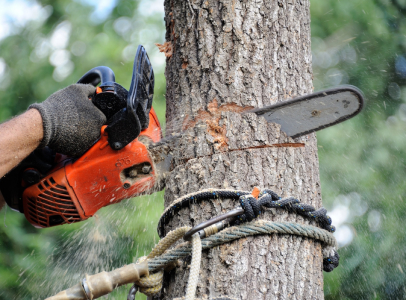 abattage d'arbre dans la creuse 23