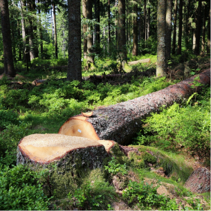 abattage d'arbre dans la Creuse 23