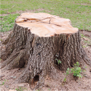 abattage d'arbre dans la Creuse 23 près de Guéret