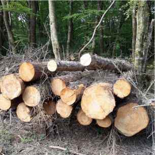 abattage d'arbre dans la Creuse 23 à Vigeville